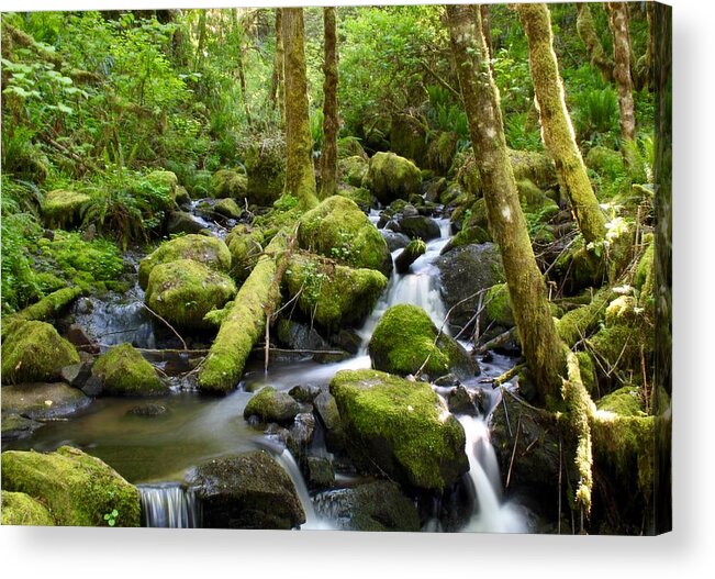 Creek Acrylic Print featuring the photograph Forest Creek by Brian Eberly