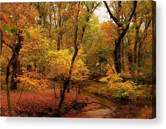 Autumn Acrylic Print featuring the photograph Forest Stream - Allaire State Park by Angie Tirado