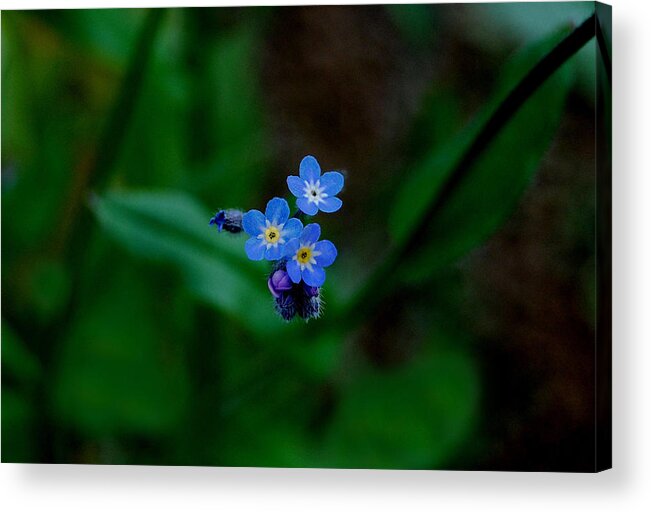 Forget Me Not Acrylic Print featuring the photograph Forget Me Not by Marilynne Bull