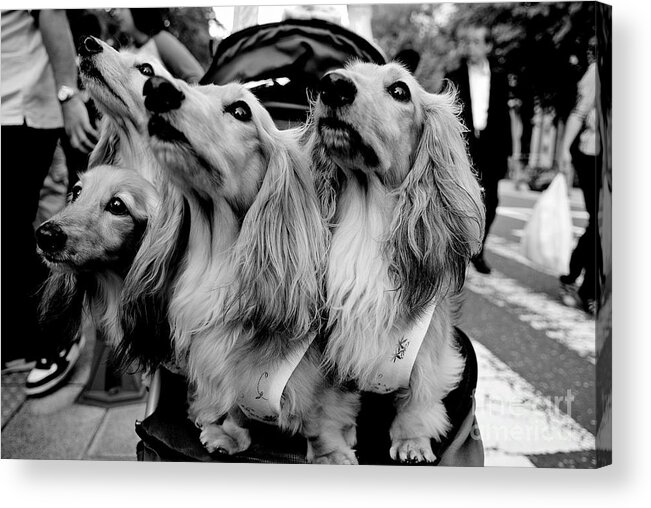 Dog Acrylic Print featuring the photograph Four Dogs in a Stroller by Dean Harte