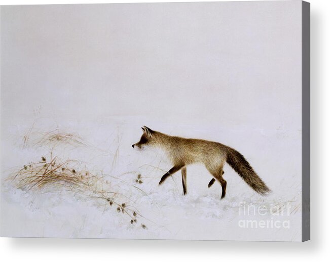 White; Alone; Renard; Neige; Snow; Fox; Animal; Winter; Landscape Acrylic Print featuring the painting Fox in Snow by Jane Neville