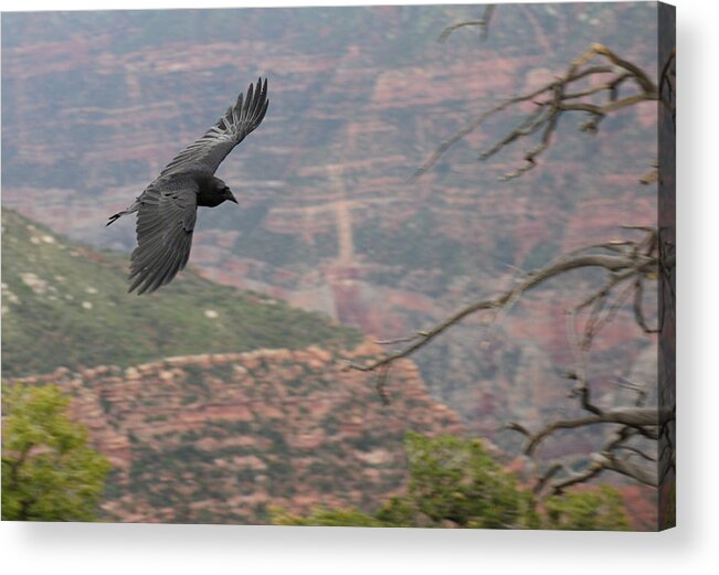 Grand Canyon Soaring Bird Crow Animal Acrylic Print featuring the photograph Freedom by Harold Piskiel