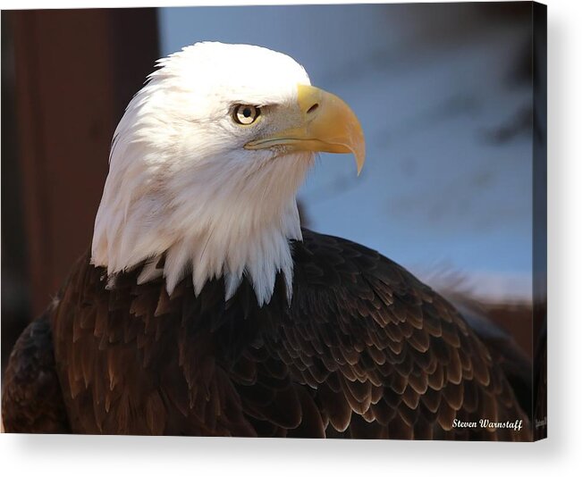 Bird Acrylic Print featuring the photograph Freedom's Face by Steve Warnstaff