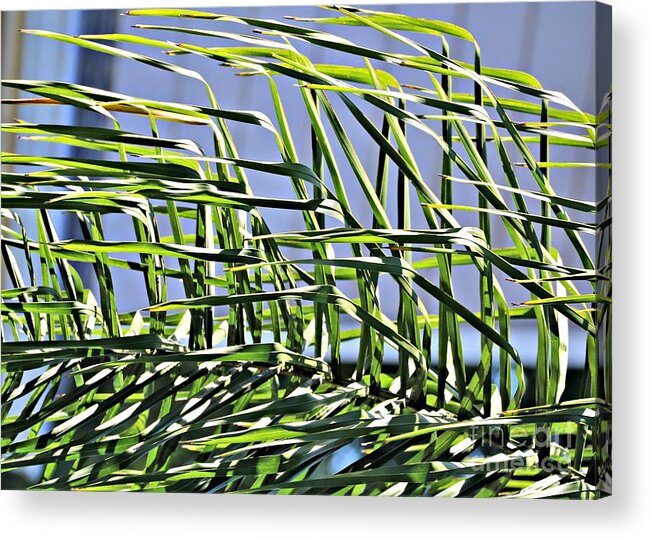 Palm_frond Acrylic Print featuring the photograph Frond Abstract by Diann Fisher