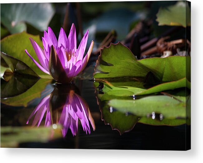 Photograph Acrylic Print featuring the photograph Fuchsia Dreams by Suzanne Gaff