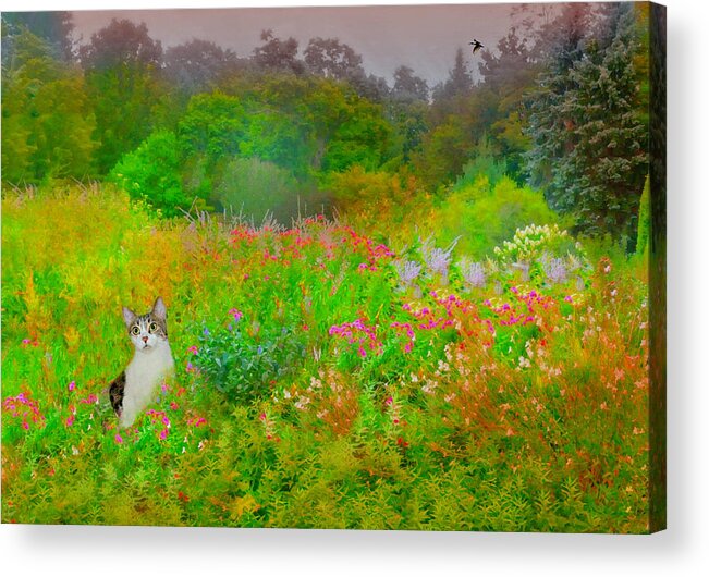 Flowers Acrylic Print featuring the photograph Garden Cat by Diana Angstadt