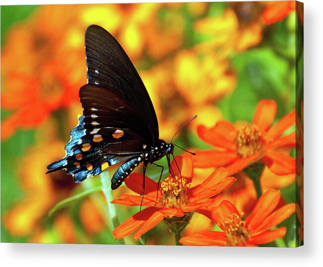 Butterfly Acrylic Print featuring the photograph Garden Delight by Rebecca Higgins