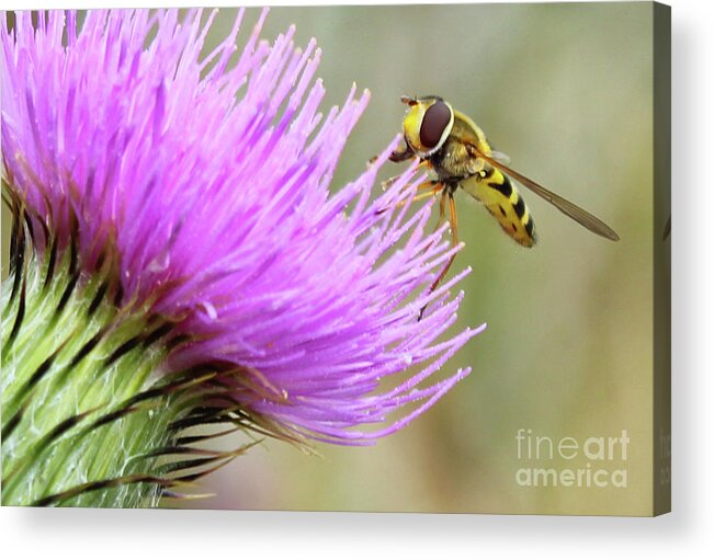 Donegal On Your Wall Acrylic Print featuring the photograph Gather It Up Donegal Bee Thistle by Eddie Barron
