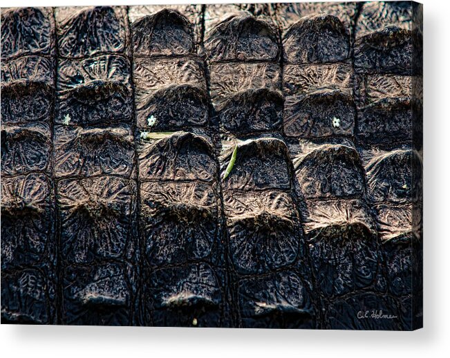 Alligator Acrylic Print featuring the photograph Gator Armor by Christopher Holmes