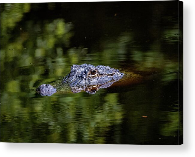 Alligator Acrylic Print featuring the photograph Gator Pond by JASawyer Imaging