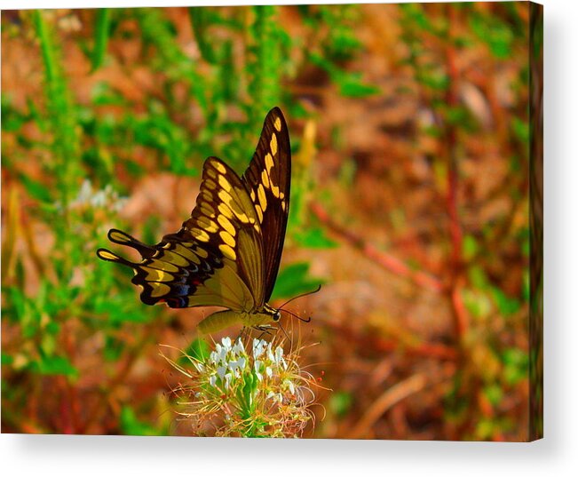 James Smullins Acrylic Print featuring the photograph Giant swallowtail butterfly by James Smullins