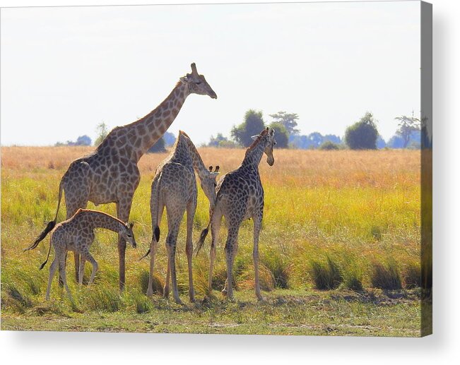 Giraffe Family Acrylic Print featuring the photograph Giraffe Family by Betty-Anne McDonald