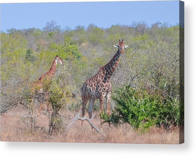 13 Jul 13 Acrylic Print featuring the photograph Giraffe Family on Safari by Jeff at JSJ Photography