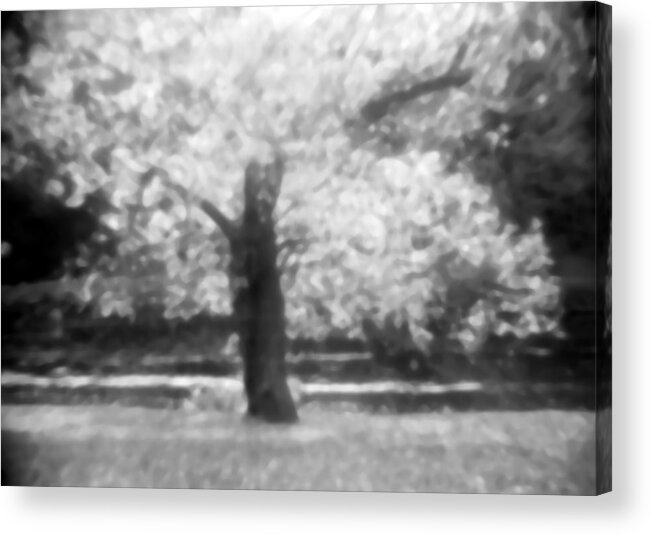Black And White Acrylic Print featuring the photograph Glowing Tree by Emery Graham