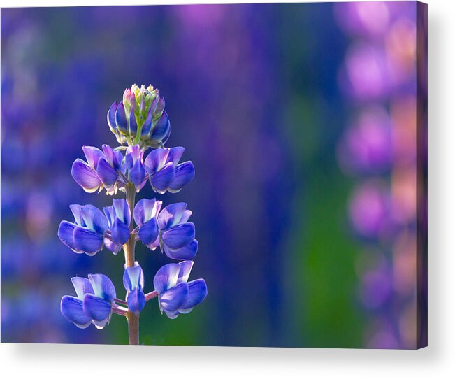 Lupine Acrylic Print featuring the photograph Golden Hour Lupine by Mary Amerman