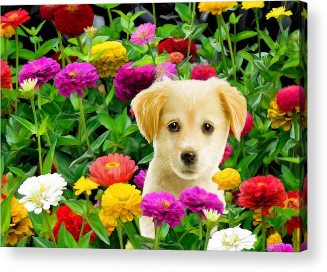 Puppy Acrylic Print featuring the digital art Golden Puppy in the Zinnias by Bob Nolin