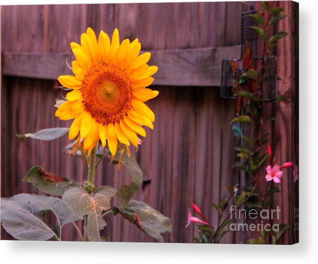 Sunflower Acrylic Print featuring the photograph Golden Sunflower by Sheri Simmons