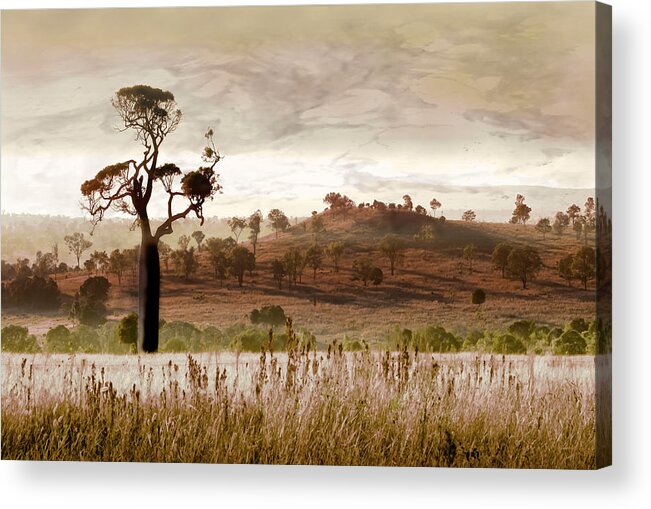Landscapes Acrylic Print featuring the photograph Gondwana Boab by Holly Kempe
