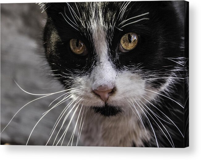 Cats Acrylic Print featuring the photograph Gorgeous close up by Sandra Dalton