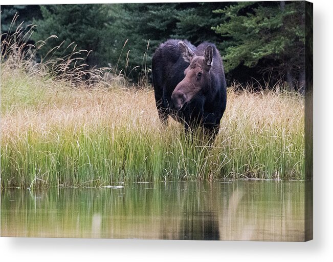 Moose Acrylic Print featuring the photograph Grand Teton Moose by Jennifer Ancker