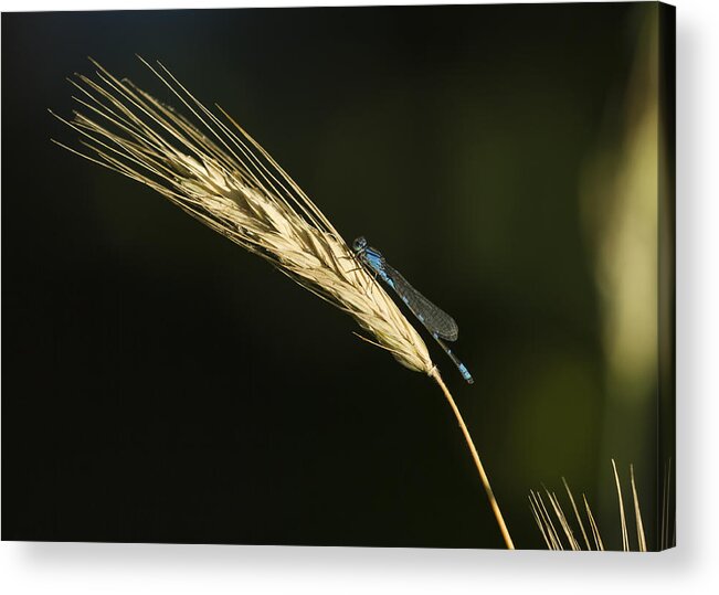 Enallagma Cyathigerum (common Blue Damselfly Acrylic Print featuring the photograph Grass with Blue Damsel by Thomas Young