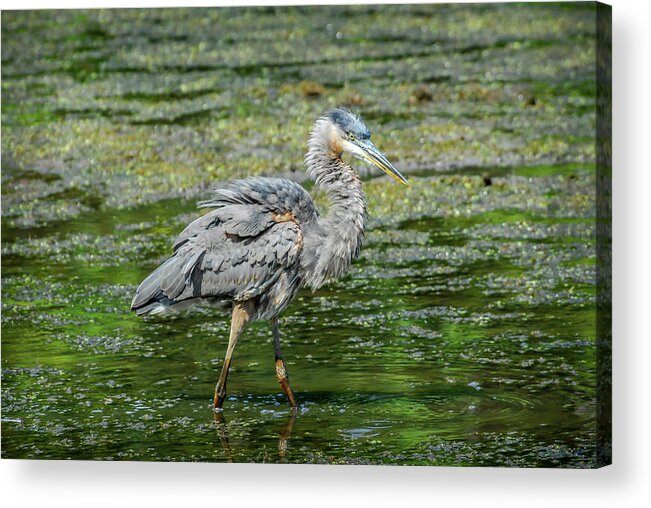 Ardea Herodias Acrylic Print featuring the photograph Great Blue Heron in pond by Patrick Wolf