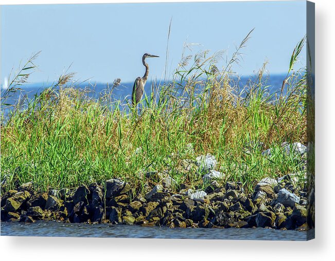 Ardea Herodias Acrylic Print featuring the photograph Great Blue Heron on jetty by Patrick Wolf