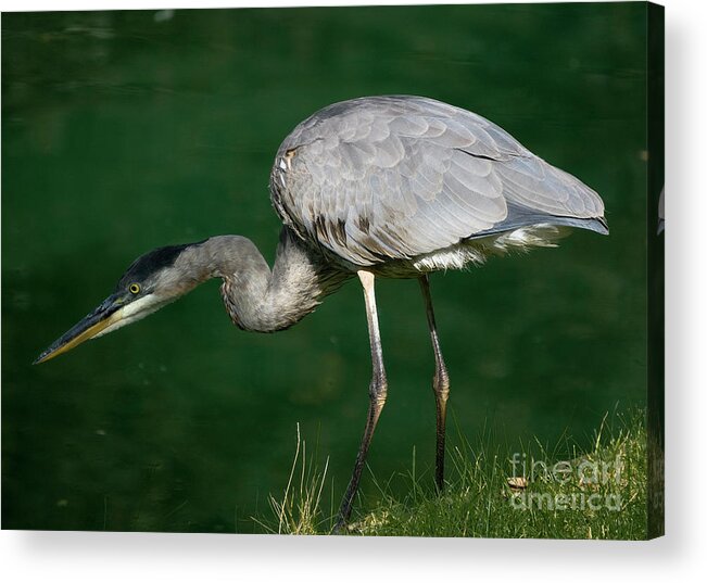 Animal Acrylic Print featuring the photograph Great Blue Heron series by Tom Brickhouse