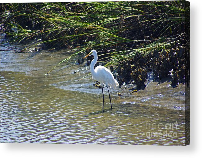 South Carolina Acrylic Print featuring the photograph Great Egret by Rich Walter