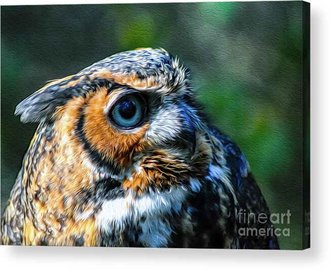 Nature Acrylic Print featuring the photograph Great Horned Owl - Bubo Virginianus by DB Hayes
