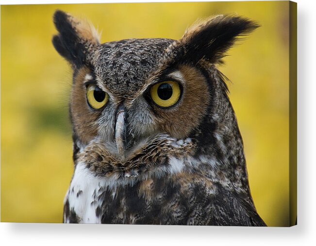 Owl Acrylic Print featuring the photograph Great Horned Owl by Karen Smale