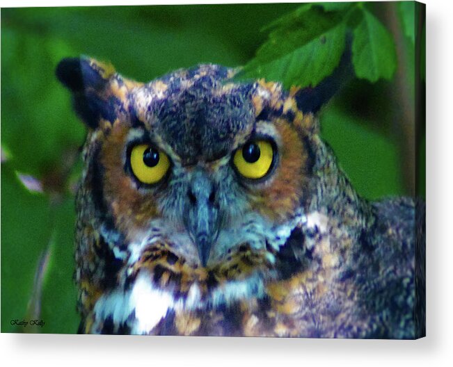 Great Horned Owl Acrylic Print featuring the photograph Great Horned Owl by Kathy Kelly