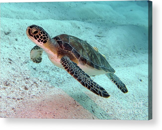 Underwater Acrylic Print featuring the photograph Green Sea Turtle 1 by Daryl Duda