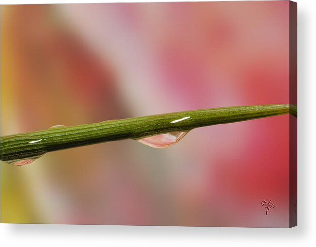 Macro Acrylic Print featuring the photograph Green Stem by Arthur Fix