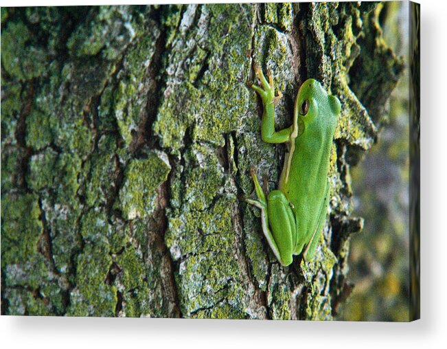 Cumberand Acrylic Print featuring the photograph Green Tree Frog on Lichen Covered Bark by Douglas Barnett