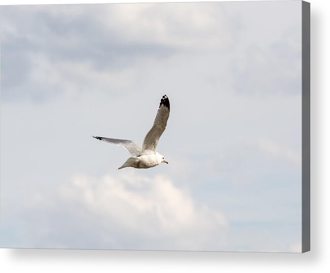 Gull Acrylic Print featuring the photograph Gull in Flight by Holden The Moment