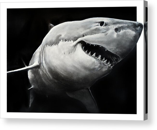Drawing Acrylic Print featuring the drawing GW Shark by William Underwood