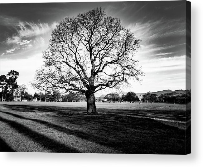 Tree Acrylic Print featuring the photograph Hagley Tree Landscape by Roseanne Jones
