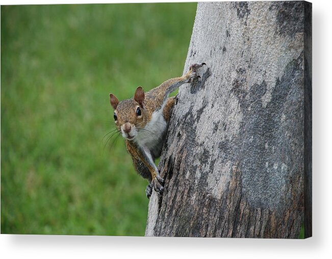 Squirrel Acrylic Print featuring the photograph Hanging On by Rob Hans