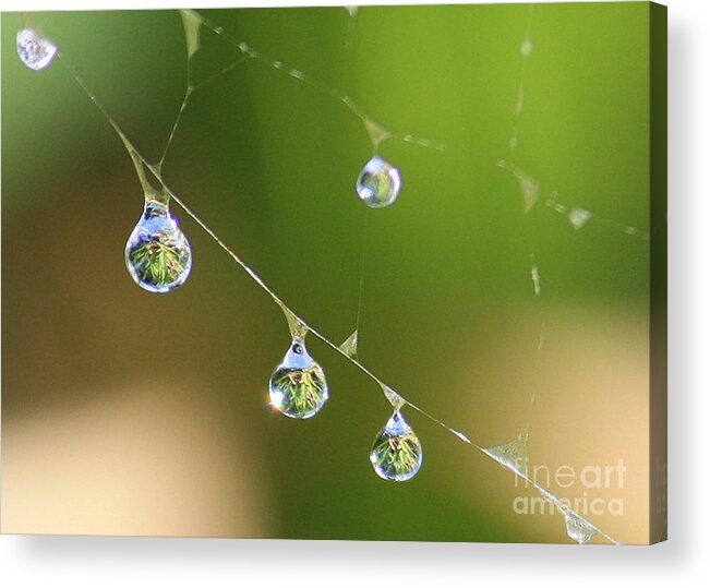 Water Acrylic Print featuring the photograph Hanging Plants by Carol Groenen