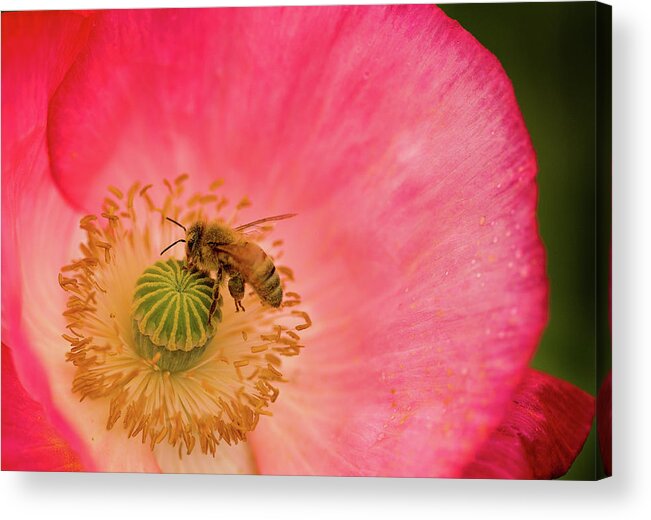 Bee Acrylic Print featuring the photograph Happy Bee by Bob Cournoyer