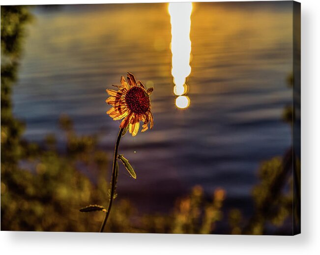 Flower Acrylic Print featuring the photograph Happy Sunday by Joe Holley