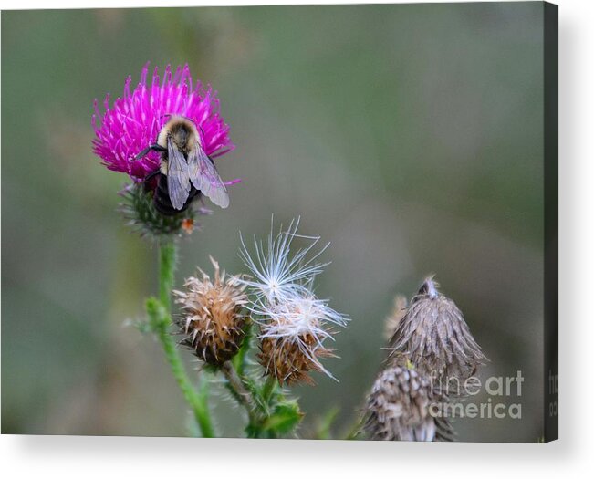 Thistle Acrylic Print featuring the photograph Harmony by Cindy Manero