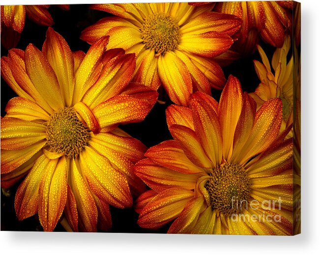 Flowers Acrylic Print featuring the photograph HDR Flowers by Douglas Stucky