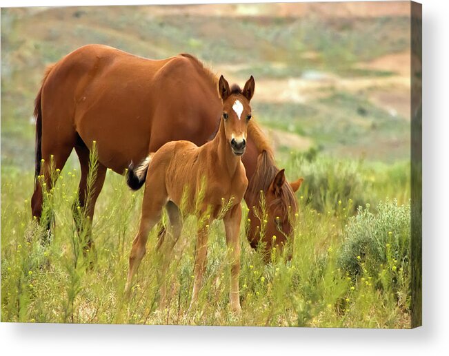 Horse Acrylic Print featuring the photograph Hello World by Waterdancer