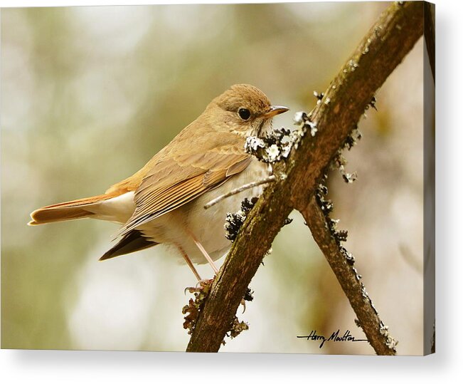 Bird Acrylic Print featuring the photograph Hermit Thrush by Harry Moulton