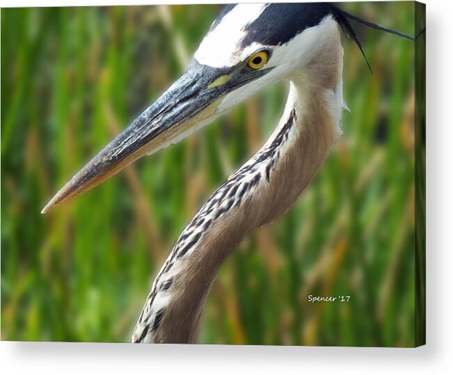 Florida Acrylic Print featuring the photograph Heron Head by T Guy Spencer
