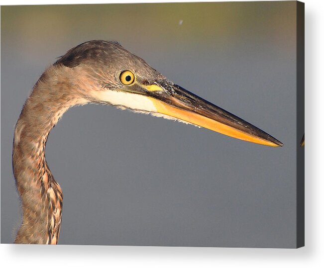 Great Blue Heron Acrylic Print featuring the photograph Heron Profile by Carl Olsen