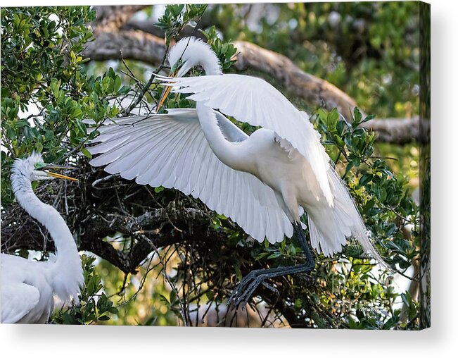 Egrets Acrylic Print featuring the photograph Hi Honey - You're Home by DB Hayes