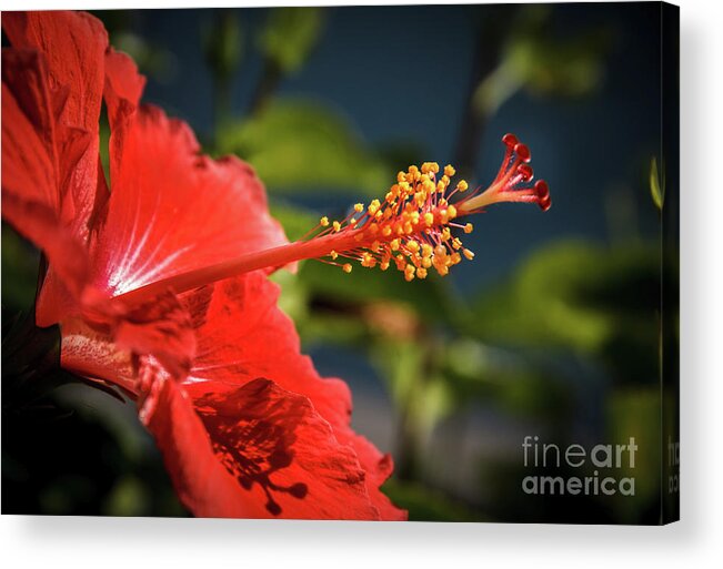 Hibiscus Acrylic Print featuring the photograph Hibiscus Macro by Robert Bales